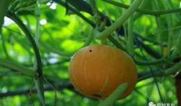 钦州网红吃瓜,揭秘当地美食背后的故事